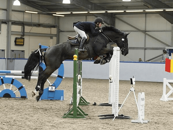 A rider and dark horse clearing a showjump.