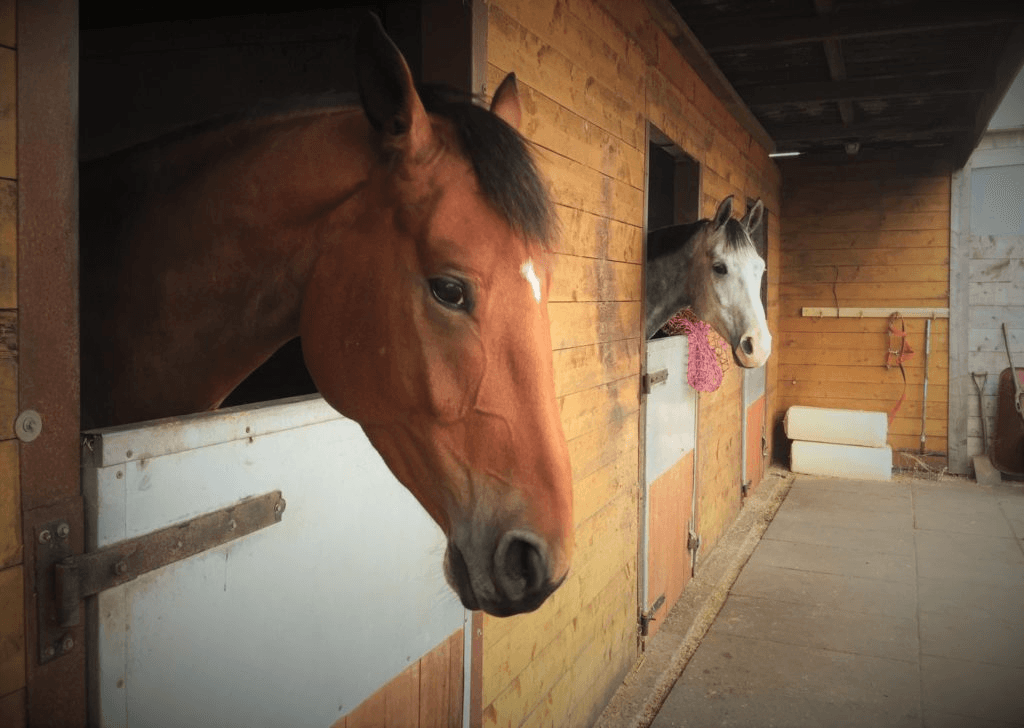 Two horses looking out from their wooden stables.